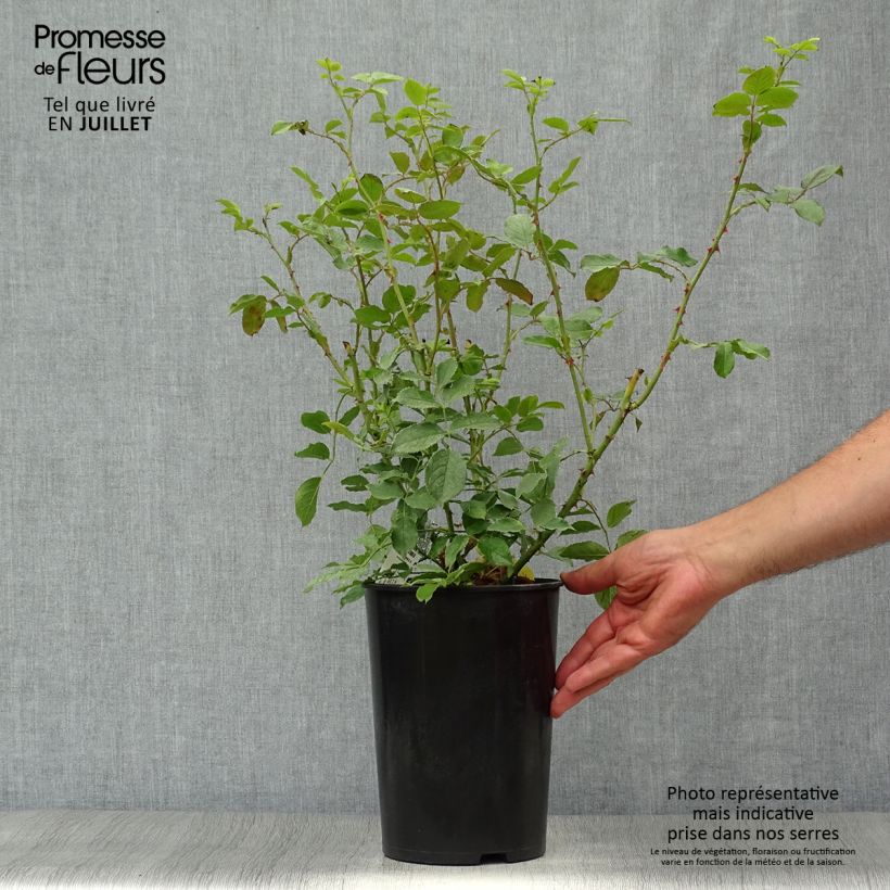 Rosa 'The Mill on the Floss' - English Rose 4L/5L pot sample as delivered in summer