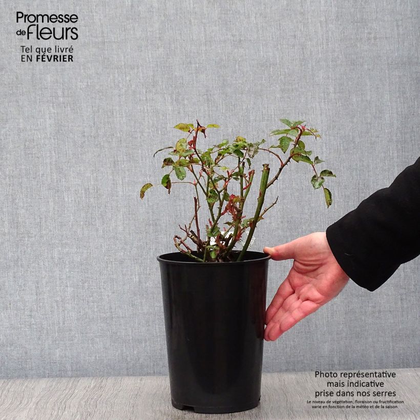 Rosa 'The Poet's Wife' - English Rose 4L/5L pot sample as delivered in winter