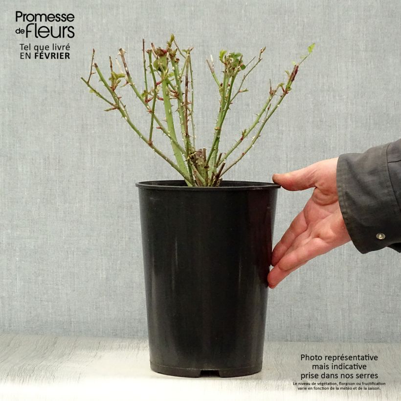 Rosa Thomas à Becket - English Shrub Rose 4L/5L pot sample as delivered in winter