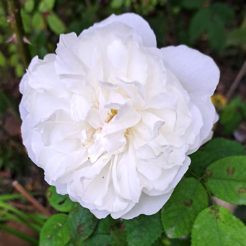 Rosa 'Winchester Cathedral' - English Rose  (Flowering)