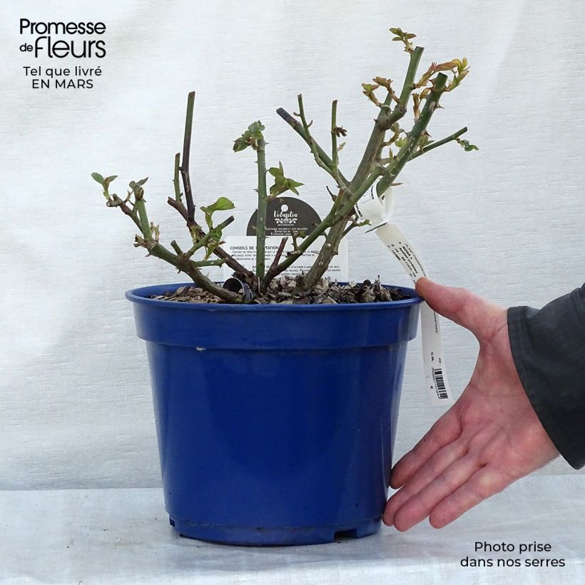 Rosa Amber Voluptia - Shrub Rose 4L/5L pot sample as delivered in winter