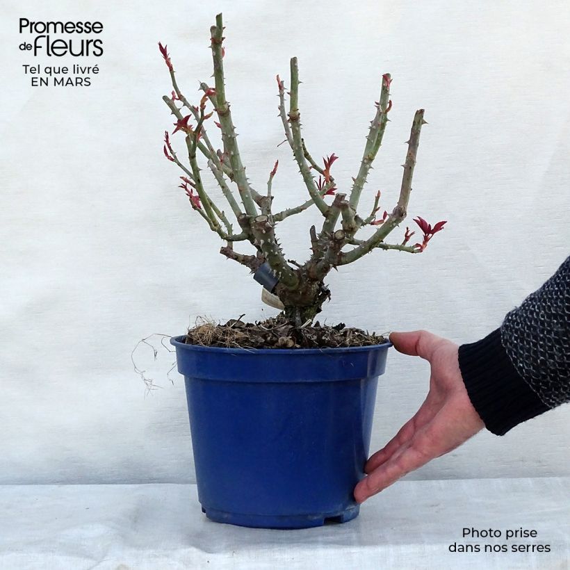 Rosa Décorosiers 'Crazy Pink Voluptia' - Shrub Rose 4L/5L pot sample as delivered in winter