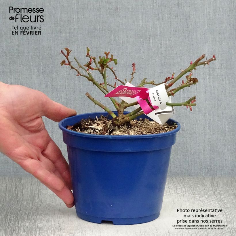 Rosa Decorosier Emera - Shrub rose 2L/3L pot sample as delivered in winter
