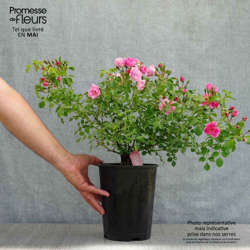 Rosa Decorosier Mareva 4L/5L pot sample as delivered in spring