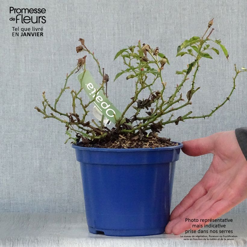 Rosa  Decorosiers Opalia 'Noaschnee' 2L/3L pot sample as delivered in winter