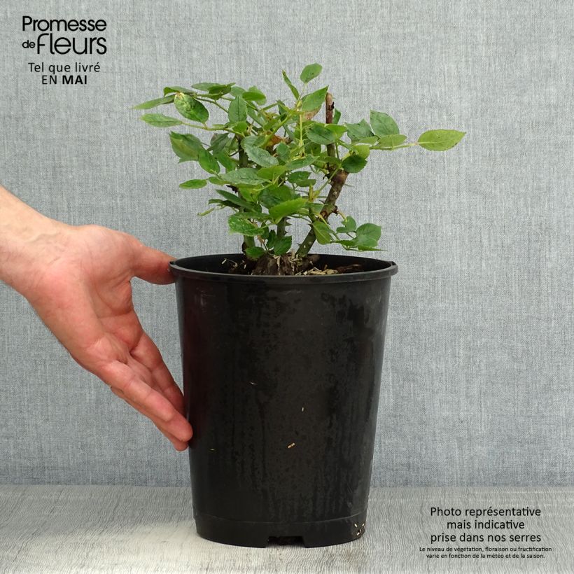 Rosa Décorosiers 'Pink Voluptia' - Shrub Rose 4L/5L pot sample as delivered in spring
