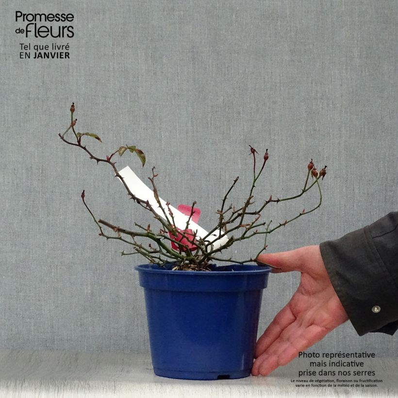 Rosa Vesuvia - groundcover shrub rose 2L/3L pot sample as delivered in winter