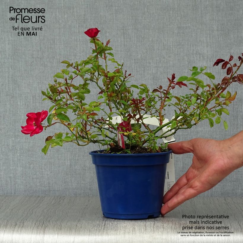 Rosa Vesuvia - groundcover shrub rose 2L/3L pot sample as delivered in spring