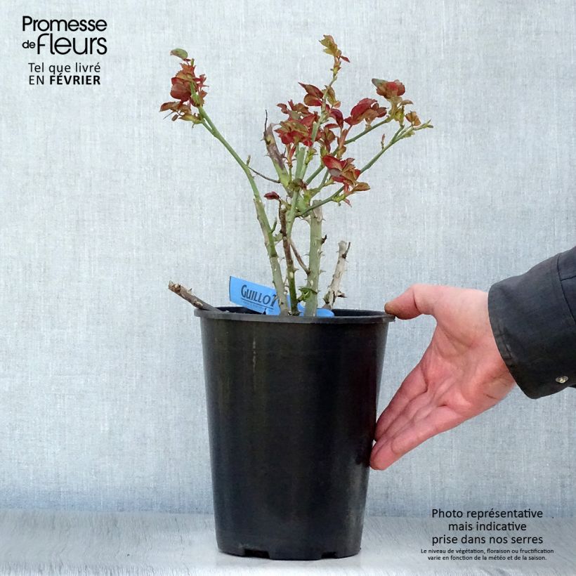 Rosa Generosa Bicentenaire de Guillot  4L/5L pot sample as delivered in winter
