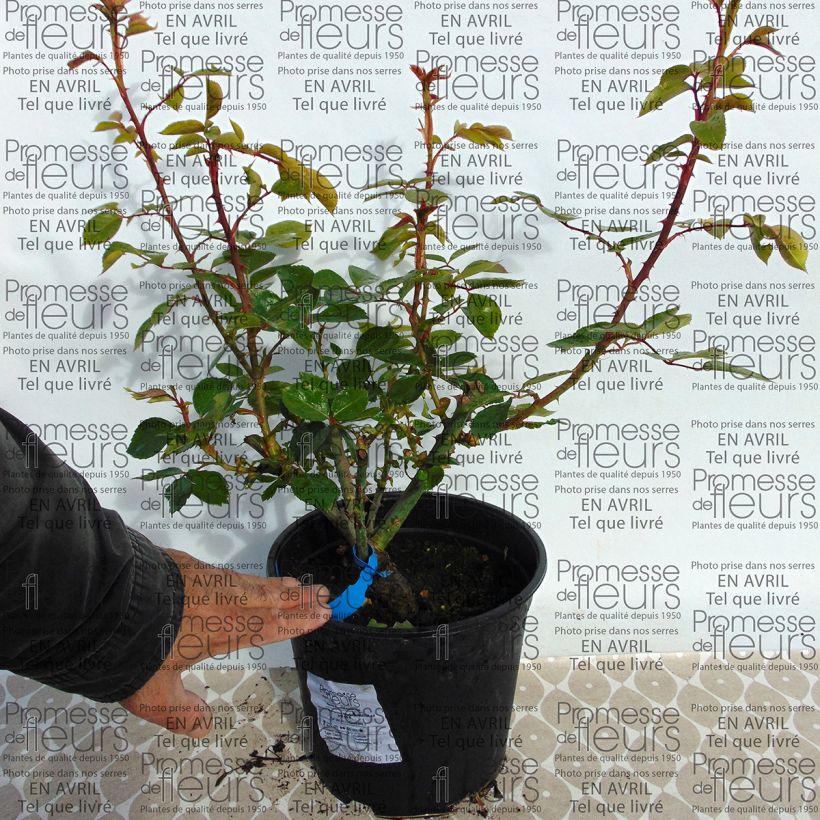 Example of Rosa Generosa Martine Guillot 4L/5L pot specimen as delivered