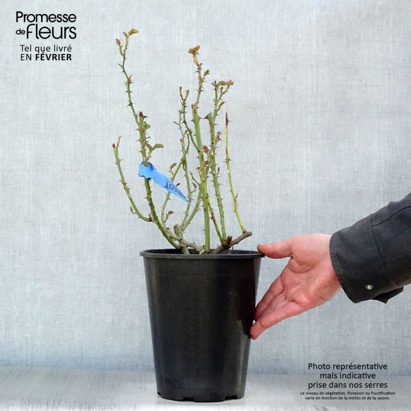 Rosa Generosa - 'Nelson Monfort' - Shrub Rose 4L/5L pot sample as delivered in winter