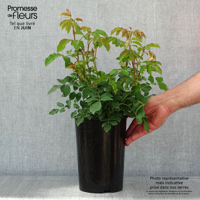 Rosa floribunda Kosmos - Floribunda Rose 4L/5L pot sample as delivered in spring