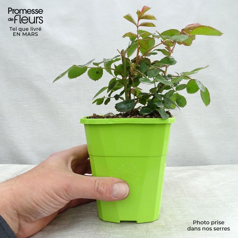 Rosa Chabadabada - Shrub Rose 3L/4L pot sample as delivered in spring