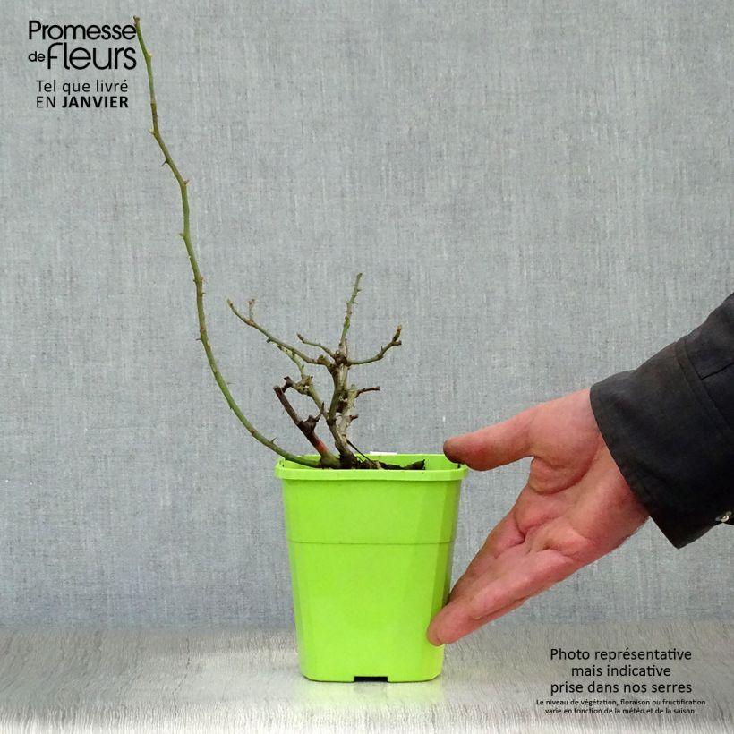 Rosa x polyantha 'Naturen' (Nectar Garden) - Shrub Rose 1.5L/2L pot sample as delivered in winter