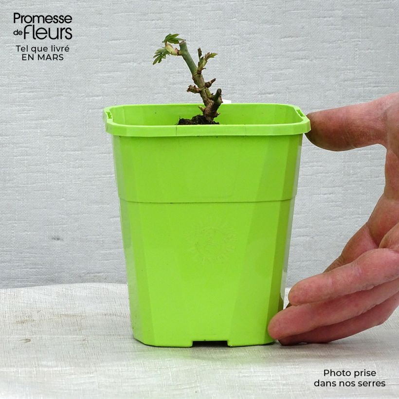 Rosa Parfuma Catherine de Medicis - Floribunda Rose 3L/4L pot sample as delivered in spring