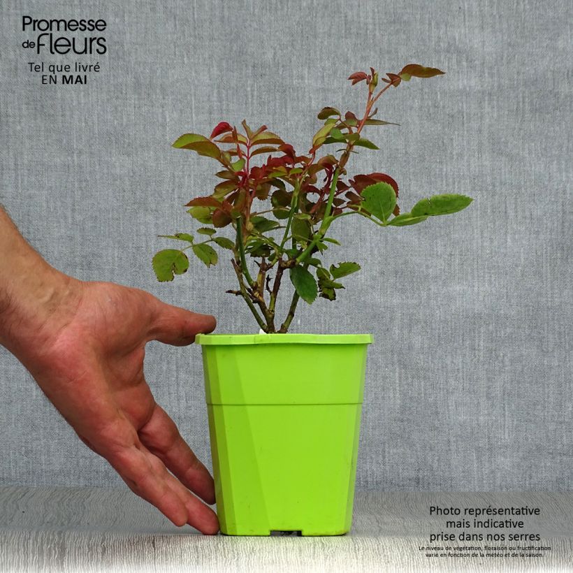 Rosa x floribunda PARFUMA Duchesse Christiana - Floribunda Rose 3L/4L pot sample as delivered in spring