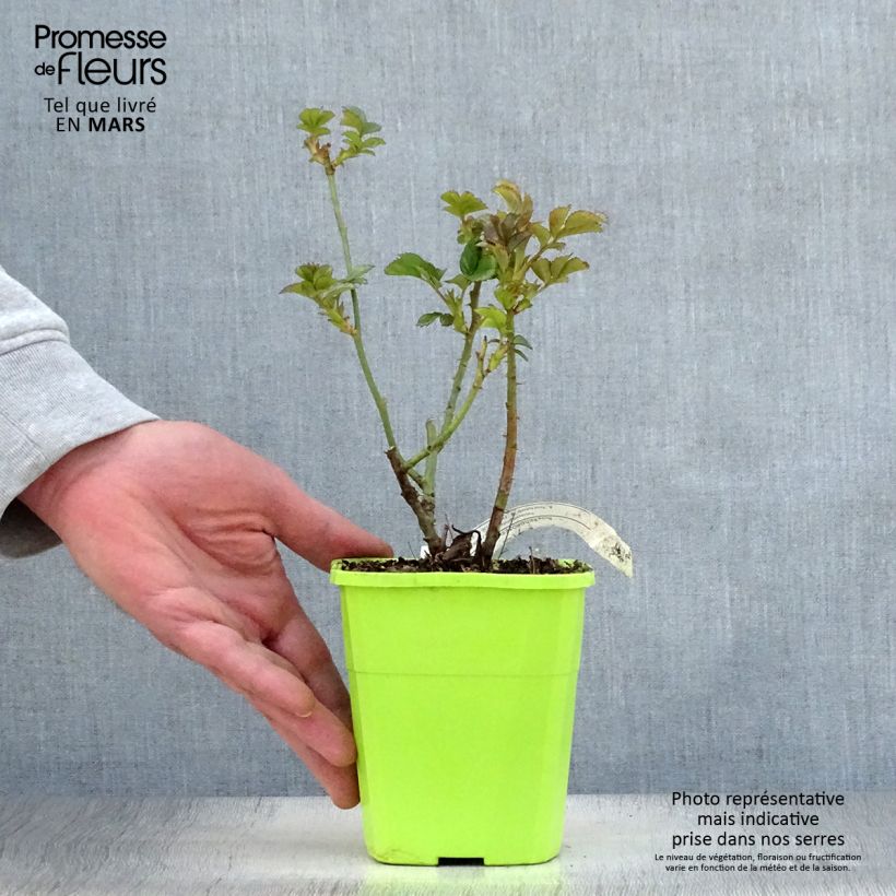 Rosa x floribunda 'Cherry Girl' - Patio Rose 1.5L/2L pot sample as delivered in spring