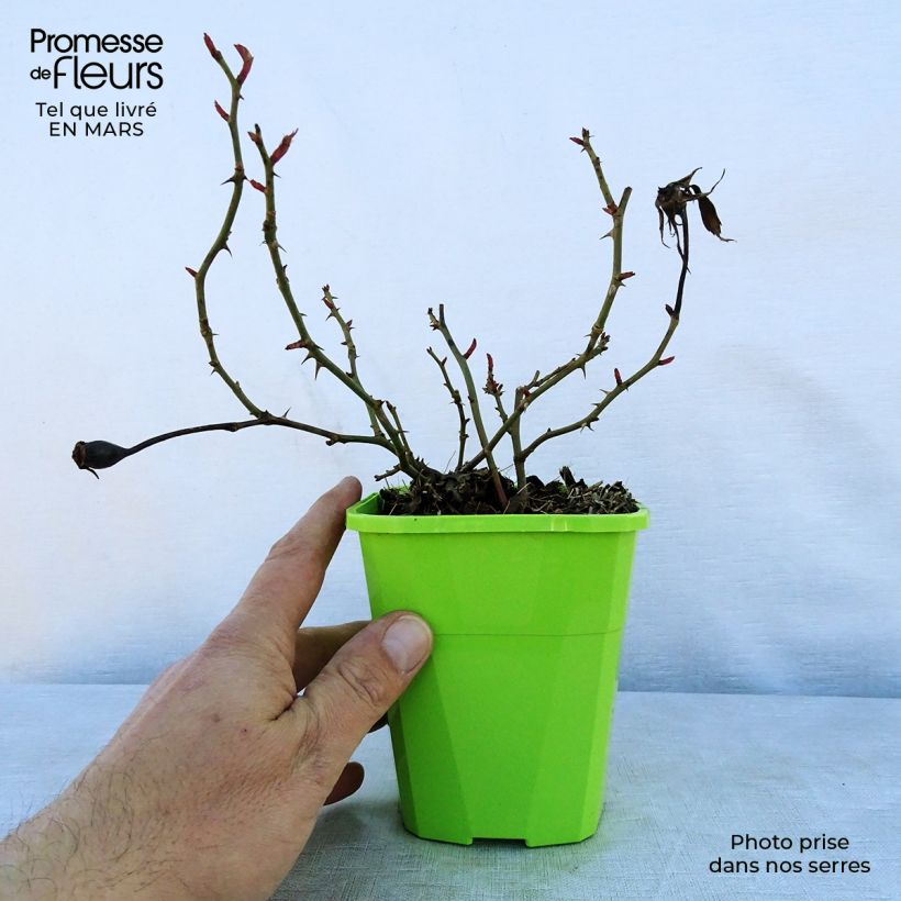 Rosa x floribunda - 'Milano'- Patio Rose 1.5L/2L pot sample as delivered in spring