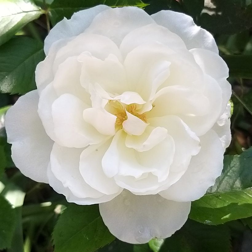 Rosa x floribunda 'Princesse de Galles' - Hybrid Tea Rose  (Flowering)