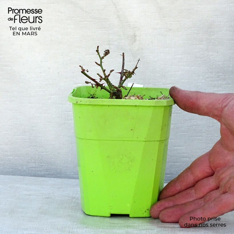 Rosa Black Forest Rose - Floribunda Rose 1.5L/2L pot sample as delivered in spring