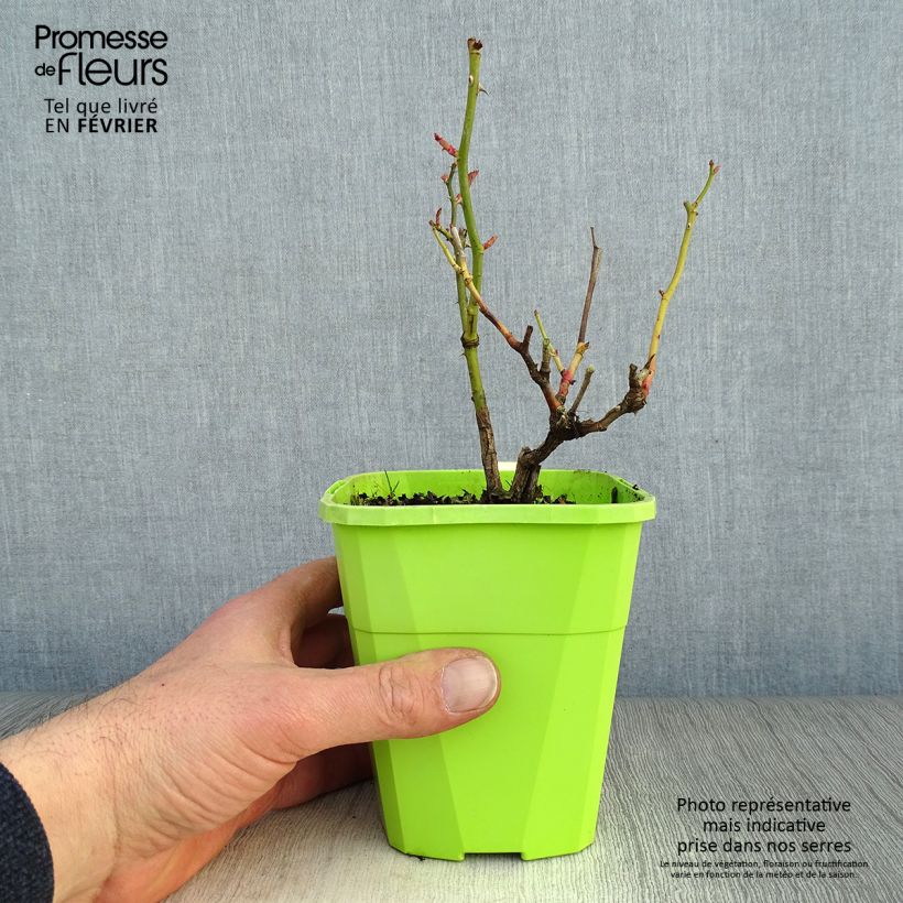 Rosa Black Forest Rose - Floribunda Rose 1.5L/2L pot sample as delivered in winter