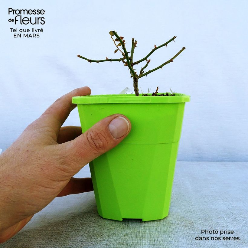 Rosa Rigo Rosen Innocencia Ground Cover Rose 3L/4L pot sample as delivered in spring