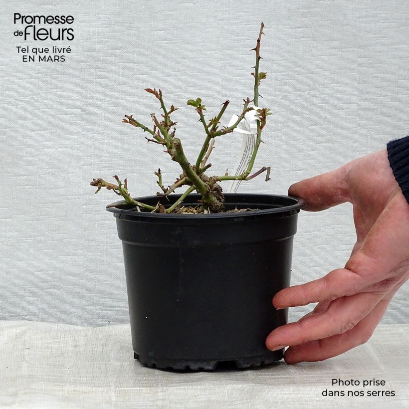 Rosa x floribunda Rigo Rosen - 'Solero' - Shrub Rose  3L/4L pot sample as delivered in winter