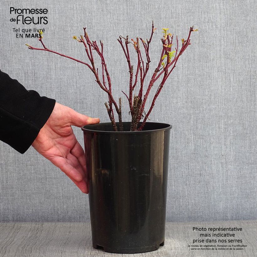 Rosa x rugosa Thérèse Bugnet - Shrub Rose 4L/5L pot sample as delivered in winter