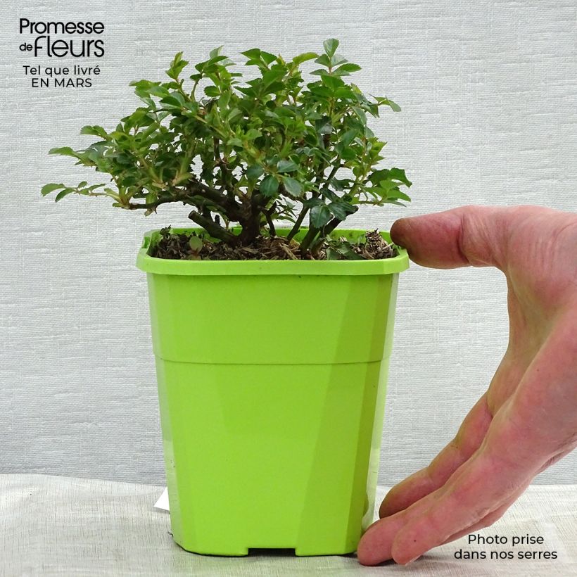 Rosa x polyantha - Sans Contraintes - 'Knirps' - Ground Cover Rose 3L/4L pot sample as delivered in spring