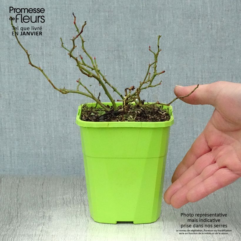 Rosa x polyantha 'Sans Contraintes' 'Sweet Knirps' - Ground Cover Rose 1.5L/2L pot sample as delivered in winter
