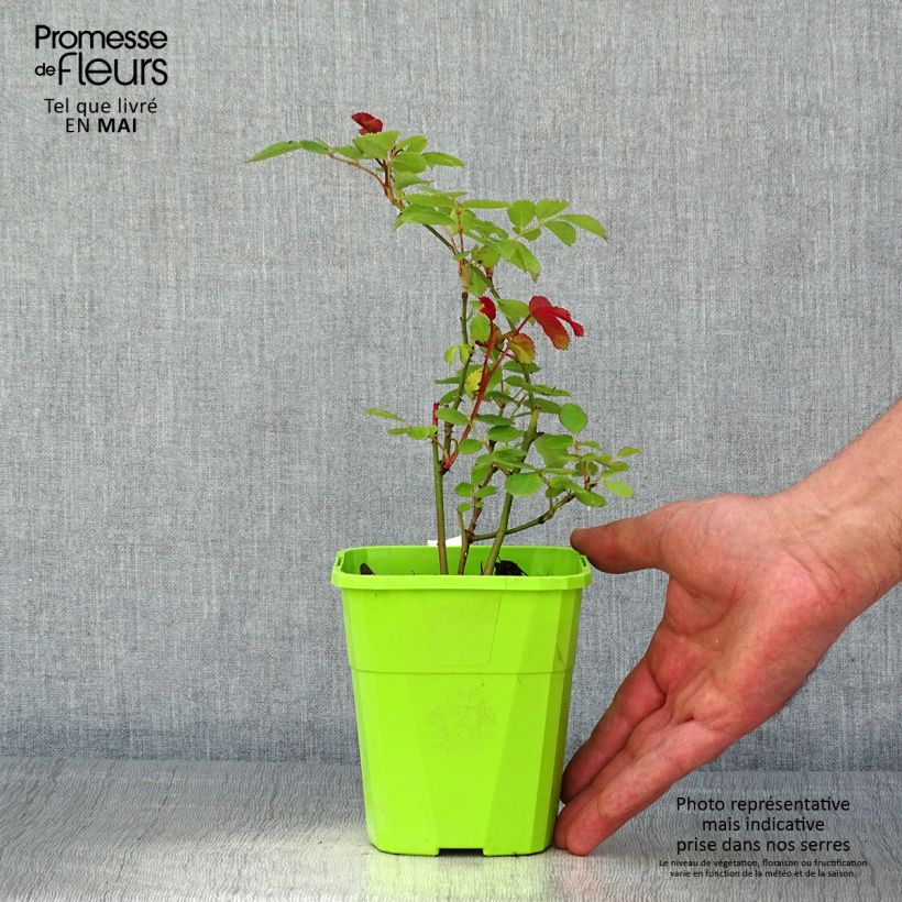 Rosa x persica See You In Pink - Hybrid shrub rose 3L/4L pot sample as delivered in spring