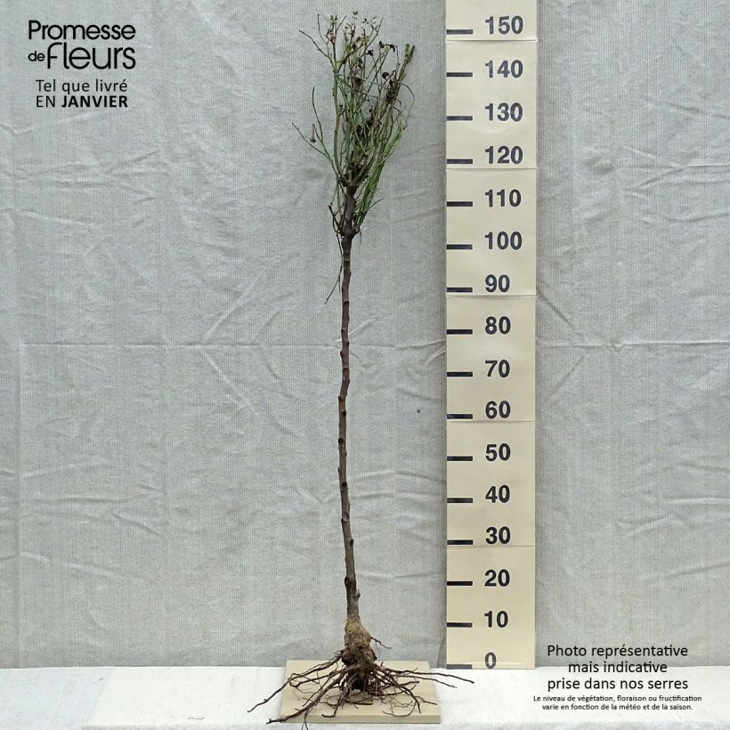 Rosa  Lady of Shalott - English Shrub Rose Bare root, Standard sample as delivered in winter
