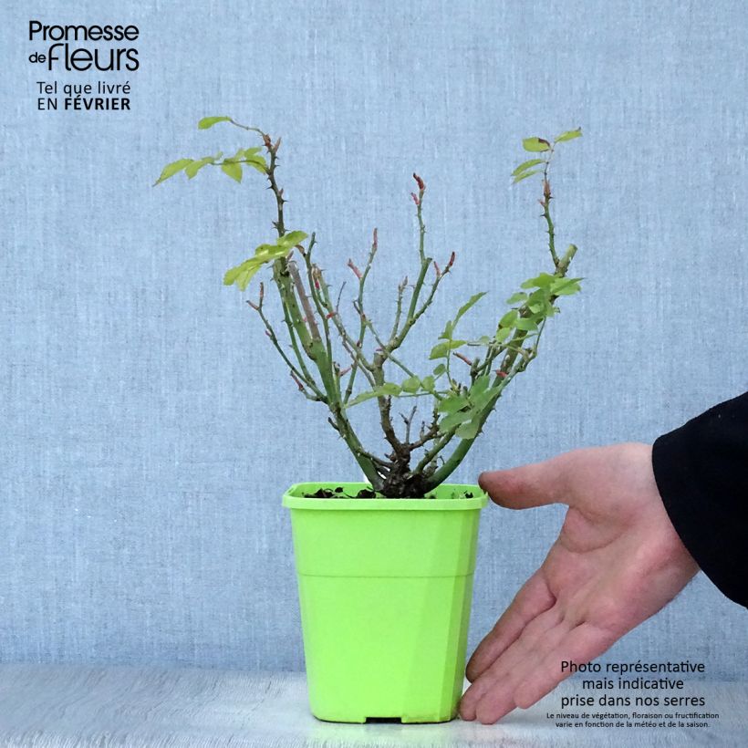 Rosa  Urban Streetlight Larissa - groundcover rose 3L/4L pot sample as delivered in winter