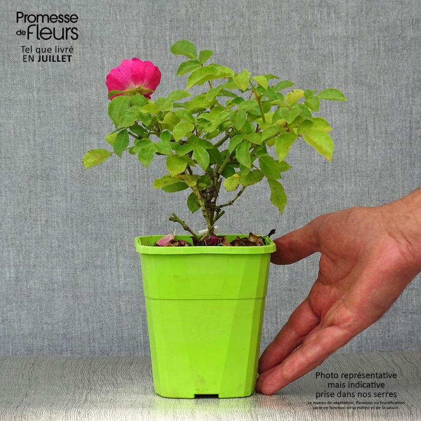 Rosa x floribunda Urban Streetlight Rekord Pink Emely - Floribunda Rose 1.5L/2L pot sample as delivered in summer