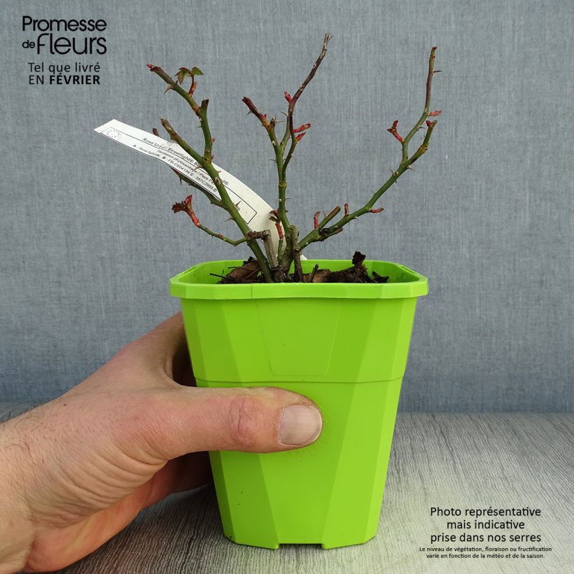 Rosa x floribunda Urban Streetlight Rekord Sommerabend - Groundcover Floribunda Rose 3L/4L pot sample as delivered in winter