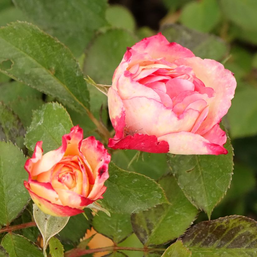 Rosa x floribunda Aline Mayrisch Rose Ora 5007 (Flowering)