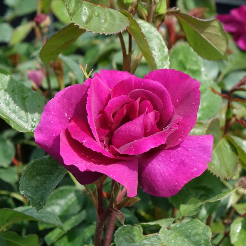 Rosa Bluebell - Floribunda Rose (Flowering)
