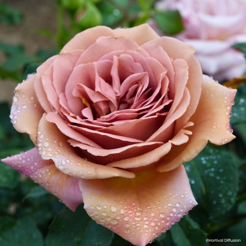 Rosa Floribunda Koko Loko™ (Flowering)