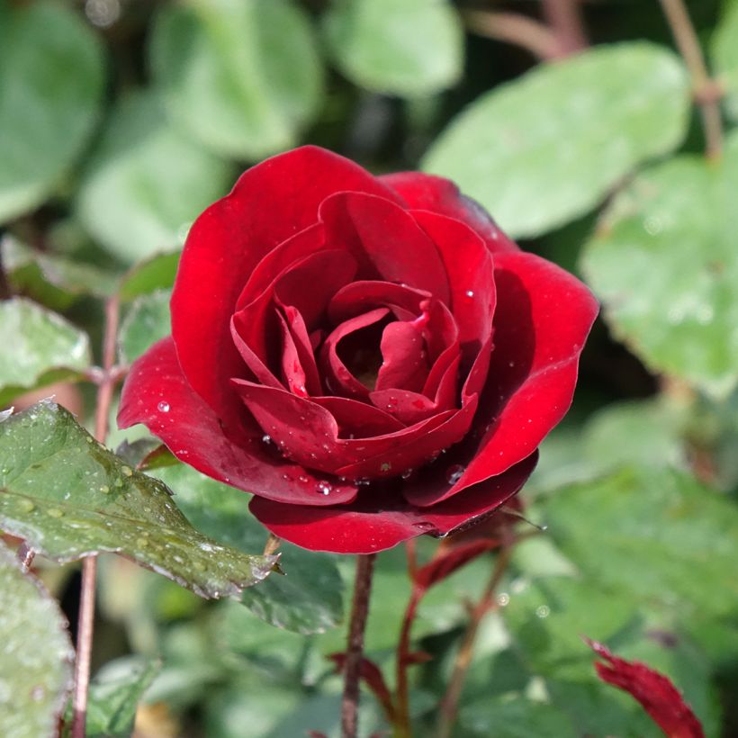 Rosa x floribunda Summer Sangria® 'Meizilena' (Flowering)
