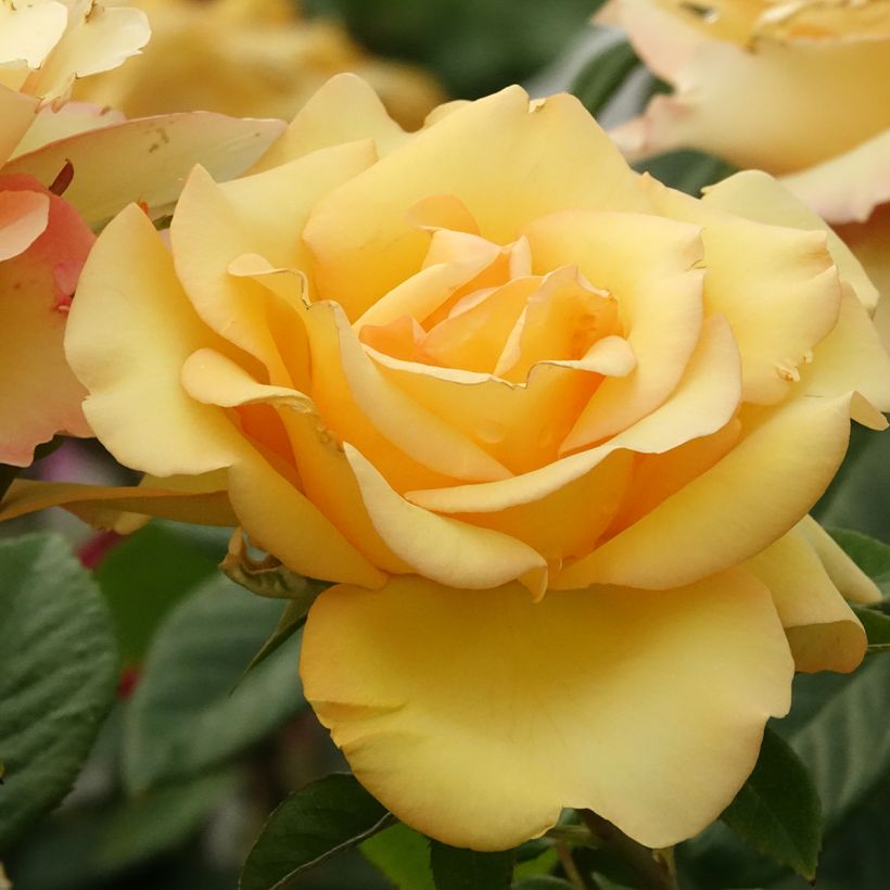 Rosa Eureka - Hybrid Tea Rose (Flowering)