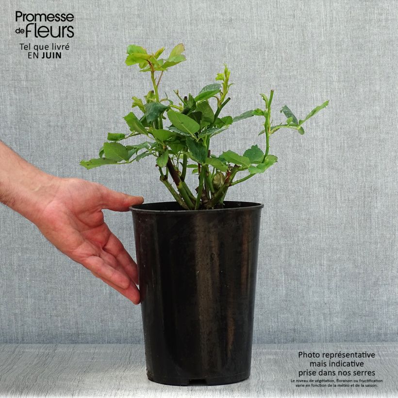 Rosa Ville de Chine - Shrub Rose 4L/5L pot sample as delivered in spring