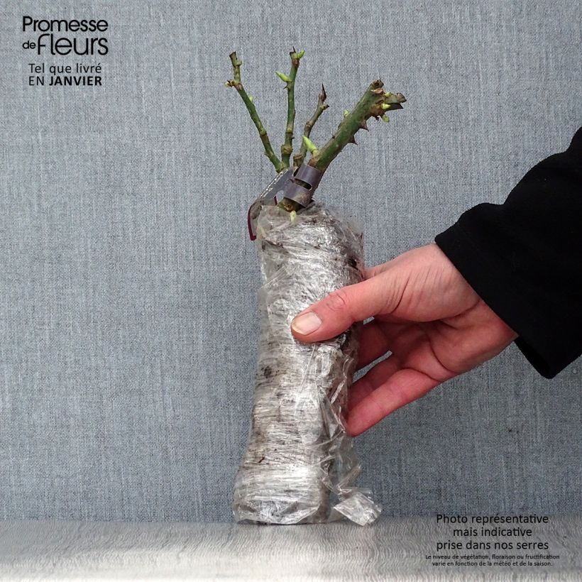 Rosa x floribunda Alain - Floribunda Rose Wrapped bare root sample as delivered in winter