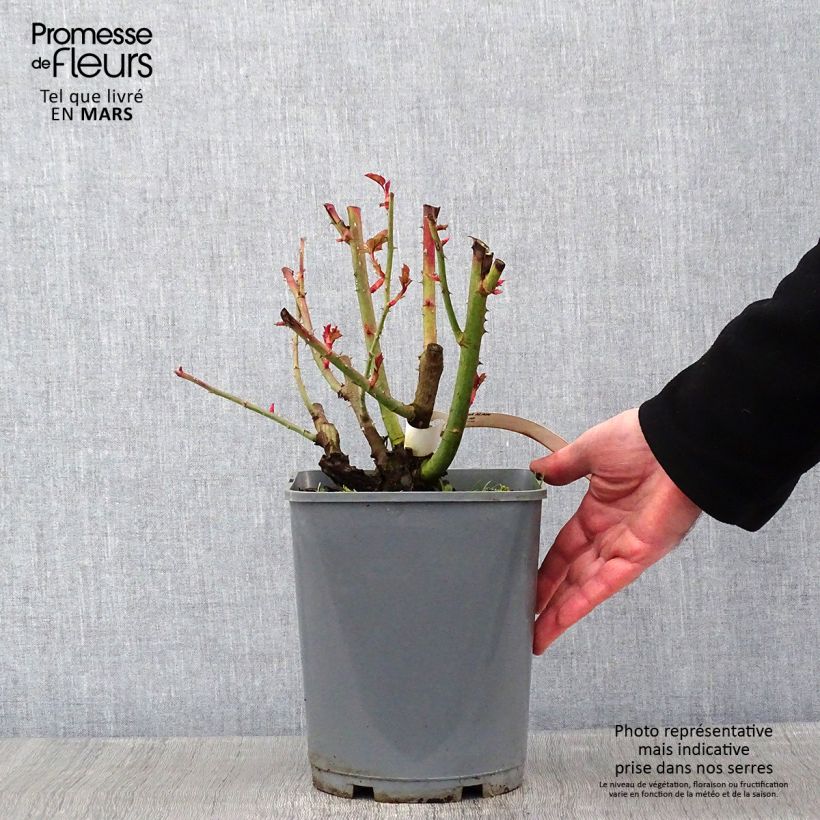 Rosa x floribunda Alain - Floribunda Rose 4L/5L pot sample as delivered in winter