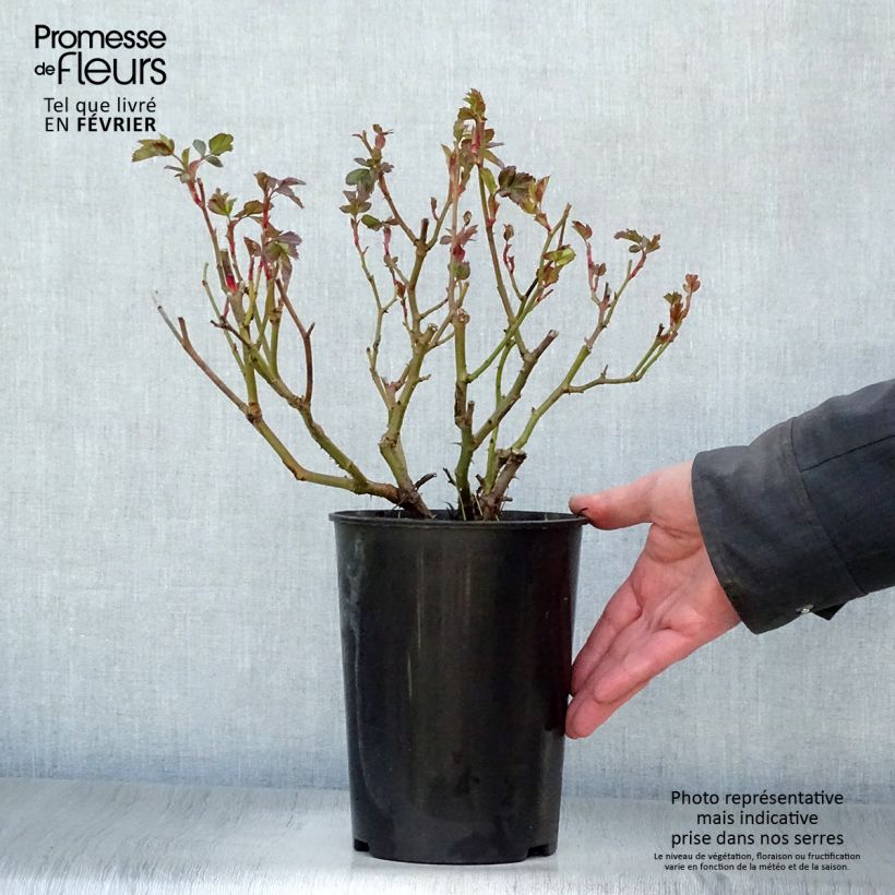 Rosa x floribunda Bentheimer Gold - Floribunda Rose 2L/3L pot sample as delivered in winter