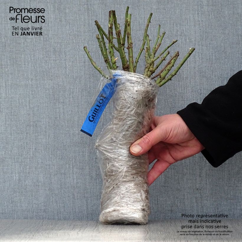 Rosa x floribunda Fantasia Coral Lions-Rose 'KORzwanlio' Wrapped bare root sample as delivered in winter