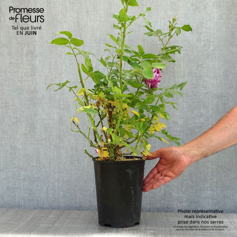 Rosa x floribunda Fizzy Lady 4L/5L pot sample as delivered in spring