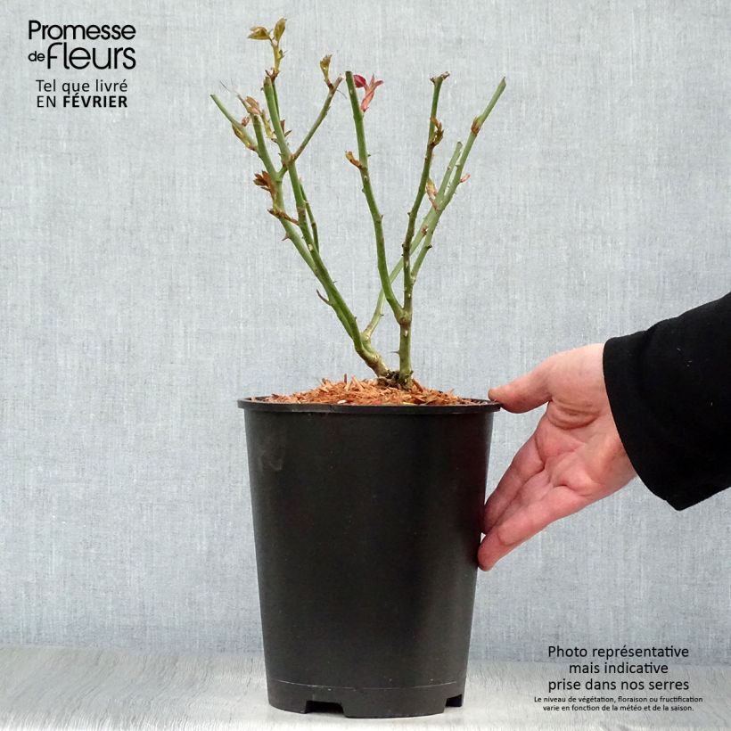 Rosa Garden of Roses 4L/5L pot sample as delivered in winter