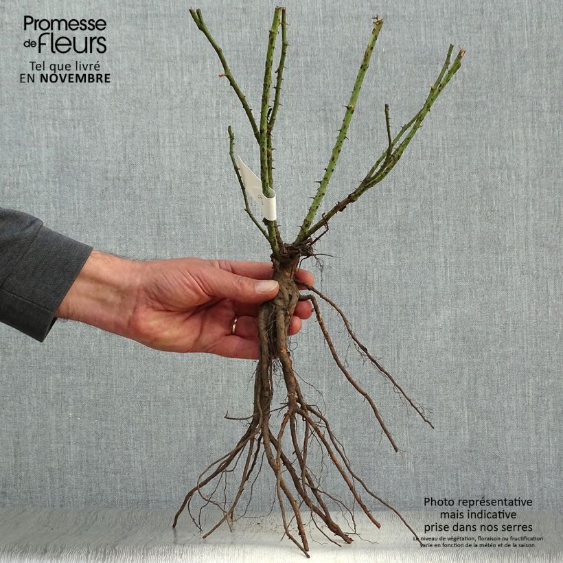 Rosa 'Fée des neiges' (Iceberg) - Shrub Rose Bare root sample as delivered in winter