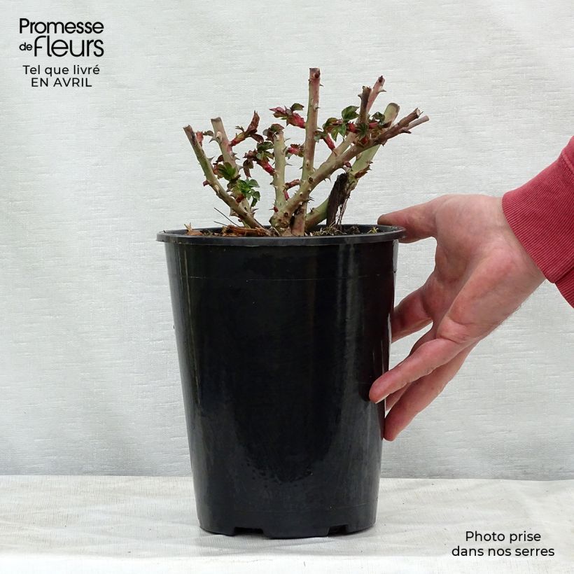 Rosa x polyantha La Sevillana - Polyantha Rose 2L/3L pot sample as delivered in spring