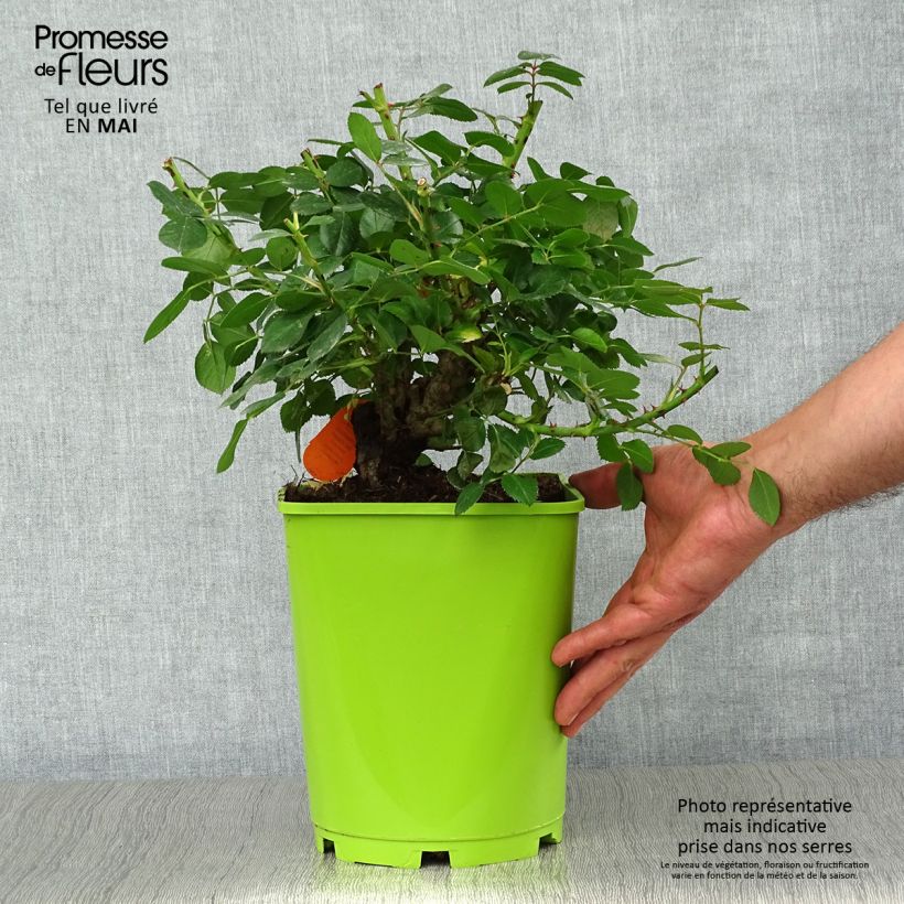 Rosa x floribunda Leonardo Da Vinci - Floribunda Rose 4L/5L pot sample as delivered in spring